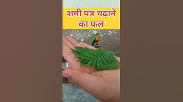 शमी पत्र का ये चमत्कारी उपाय शिवपुराण में लिखा है |  प्रदीप मिश्रा जी#shots