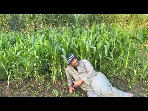 الحاج الضوى باع دهب ام شحتوا