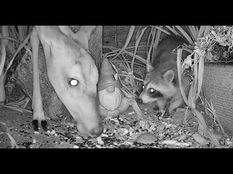 🔴 LIVE Nighttime Critter Cam in Michigan - 7/15/26