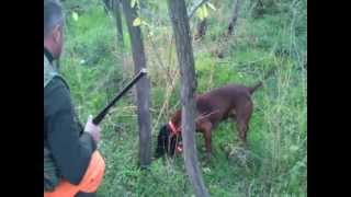 Rony Íjjal Meglőtt Vadkan Utánkeresése