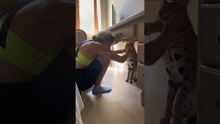 Восстановление после стресса!Дети кошачьи -Зоокедр,родители- Этокедр, сынуля- Этокедрик!Пробовали?