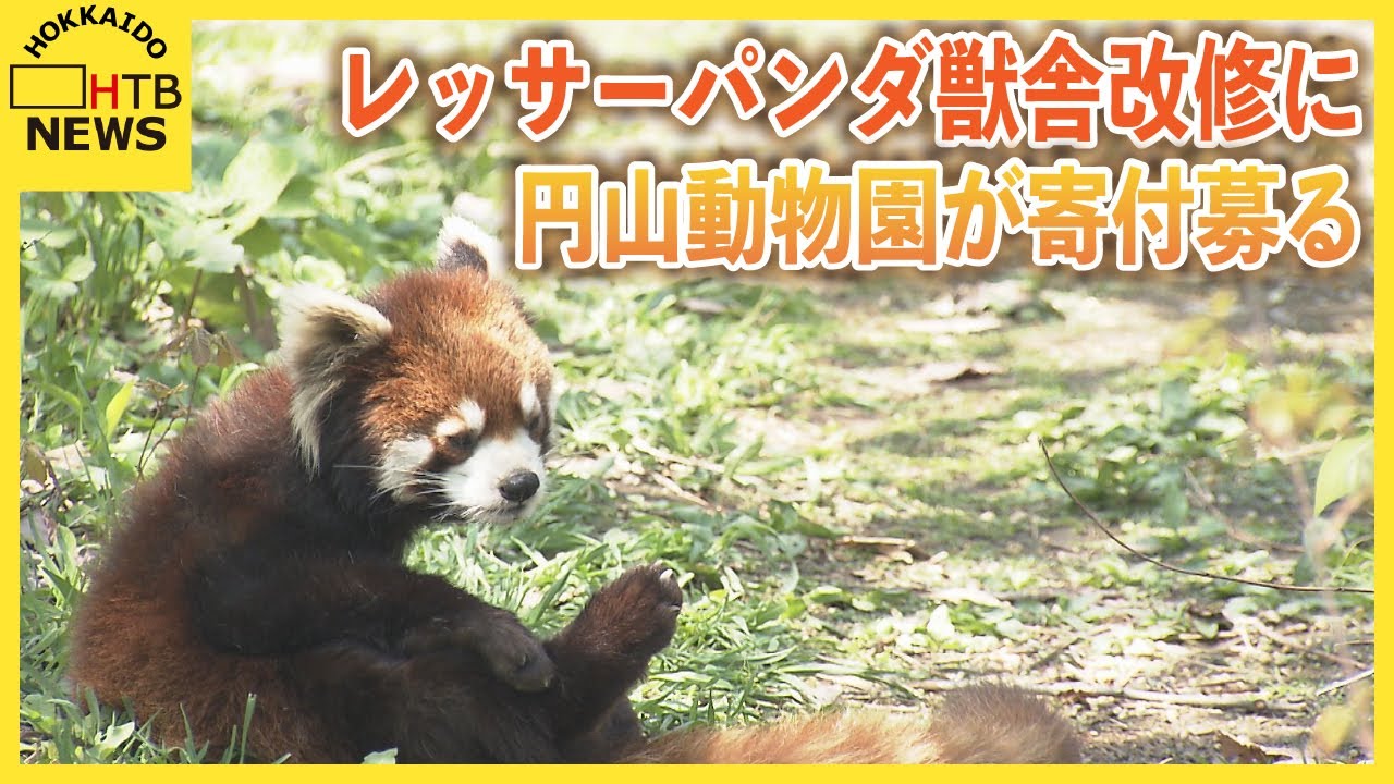 レッサーパンダに快適な環境を 札幌・円山動物園が獣舎改修のクラウド