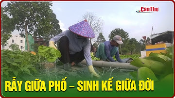 Rẫy giữa phố – Sinh kế giữa đời | NNST