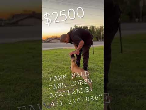 FAWN MALE CANE CORSO PUPPY!