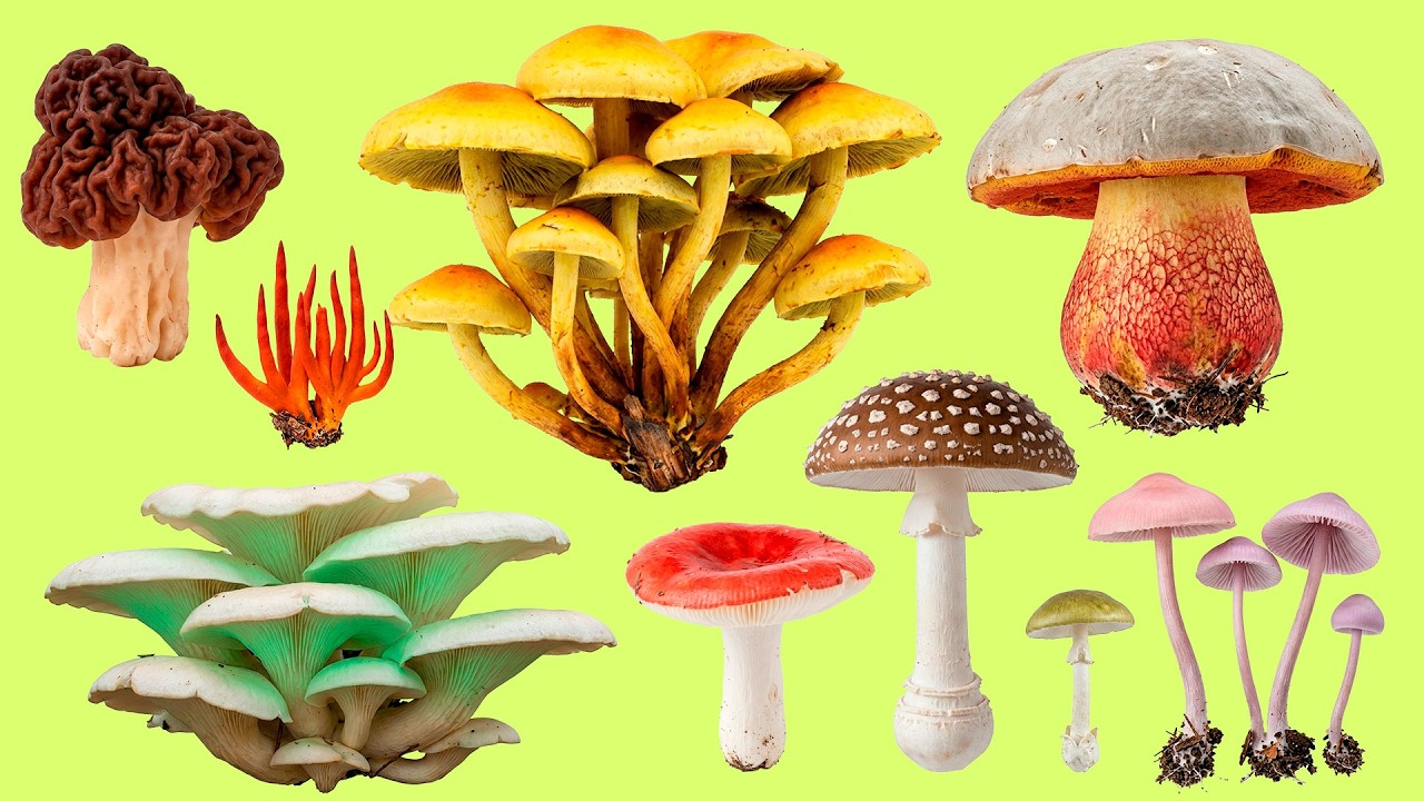 Learn 25 Dangerous Mushroom Names 🍄 日本語のきのこ語彙 | Listen