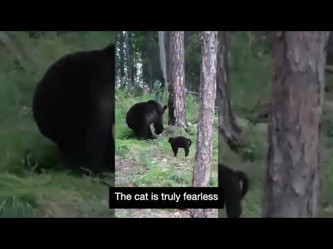 Cat VS Brown Bear