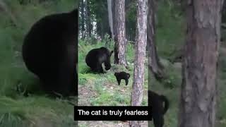 Cat VS Brown Bear