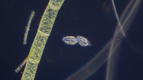 Rheinberg filter - first light