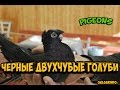 ЧЕРНЫЕ ДВУХЧУБЫЕ ГОЛУБИ / ЖУКИ / Pigeons / Taube / doves / dove