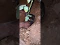 طريقة غرس الشتلات