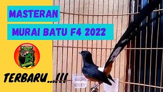 Mastrip Kicau - Tembakan Ngeri Murai Batu F4 Ngetren Di Tahun 2022