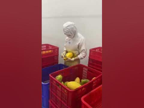 Цех по чистке манго. Сотни килограмм спелых плодов готовятся к ...
