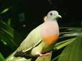 Pinknecked green pigeon  singapore