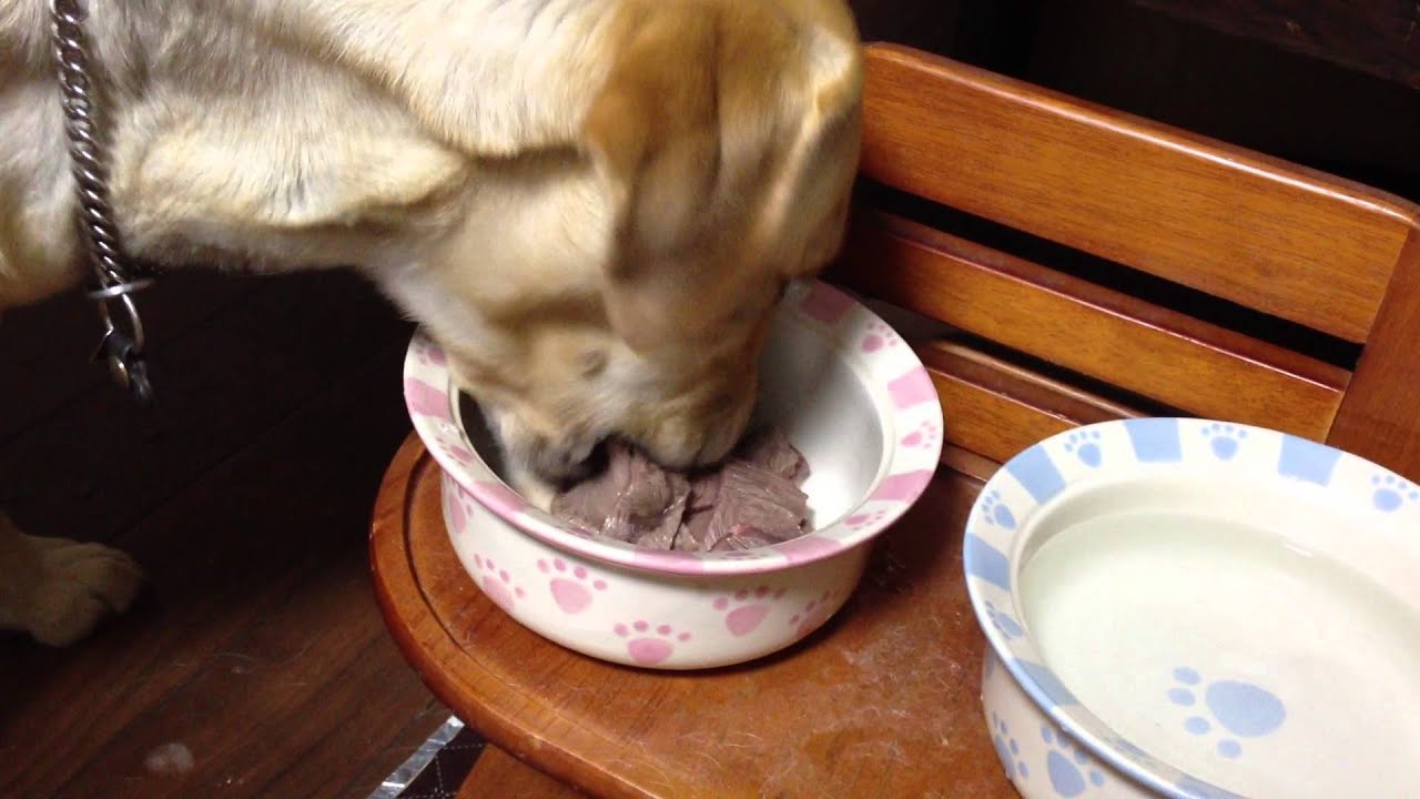 ステーキを食べる犬 YouTube