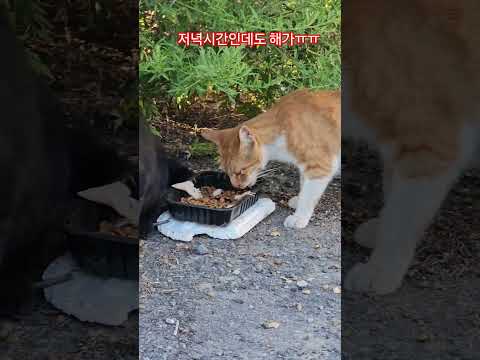 우리 길냥이들 #복순이 #까망이 #순찰 #부산강서구