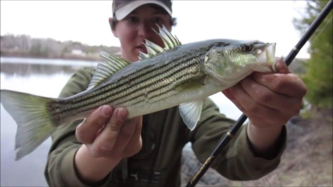 Striped Bass Fishing New Brunswick YouTube