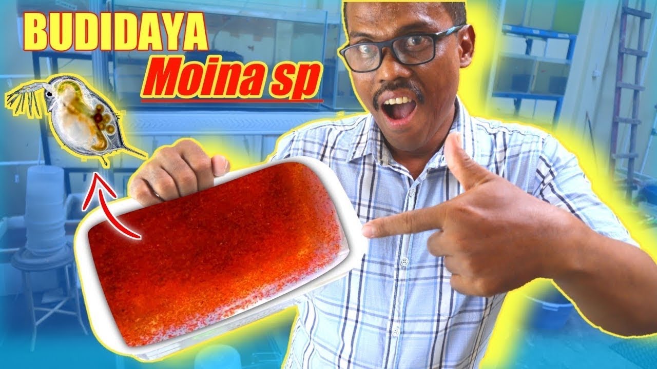 KITA BUDIDAYA MOINA SP DI BOX ICE CREAM