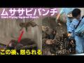 【祝】【パンチくん日記🐵】1歳の誕生日にムササビパンチ炸裂😅7月26日の午前中の続きです。パンチ以外に欲張り師匠や雑巾がけの達人も出てきます_市川市動植物園【Punch's Diary7/26】