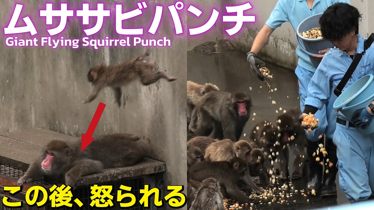 【祝】【パンチくん日記🐵】1歳の誕生日にムササビパンチ炸裂😅7月26日の午前中の続きです。パンチ以外に欲張り師匠や雑巾がけの達人も出てきます_市川市動植物園【Punch's Diary7/26】