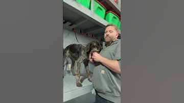 Force Fetch part 3 #huntingdogtraining #puppy #dogcoach