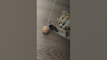 Most #lazy cat in the world #shorts #funnycats