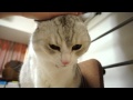 うに、ご機嫌。(mew & purr)