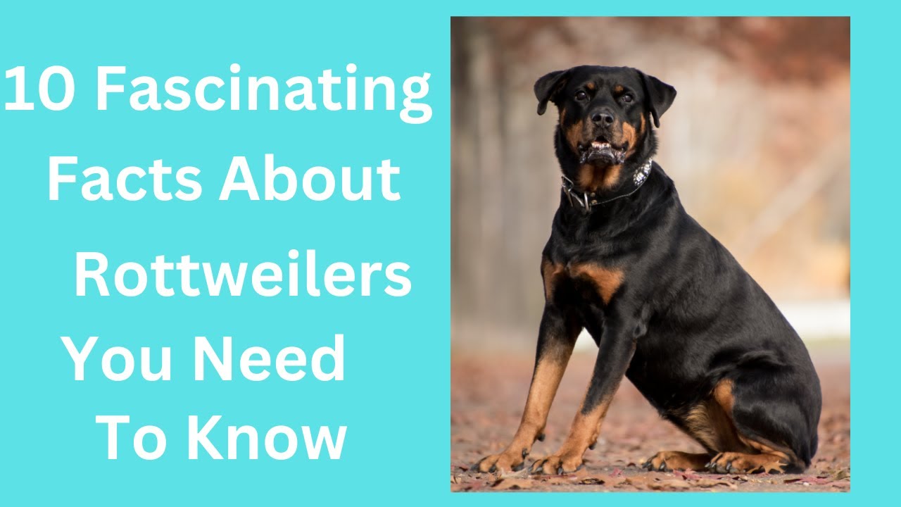 ***10 Fascinating Facts About Rottweilers You Need to Know*** - YouTube