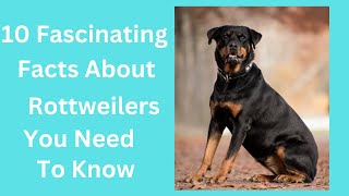 ***10 Fascinating Facts About Rottweilers You Need to Know***