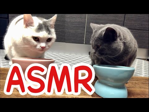 【ASMR】猫の咀嚼音はめちゃくちゃいい音がします