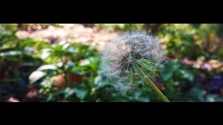 Samsung GS4 & Nikon L810 Shots (1080p HD)