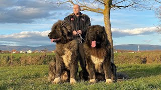 THE BIG ALPHA DOG WITH ONLY 10 MONTHS