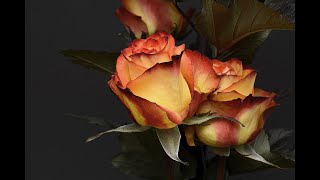 Valentines Serenade Sampler