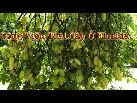 Video: Loại cây cọ nào mọc ở Florida?