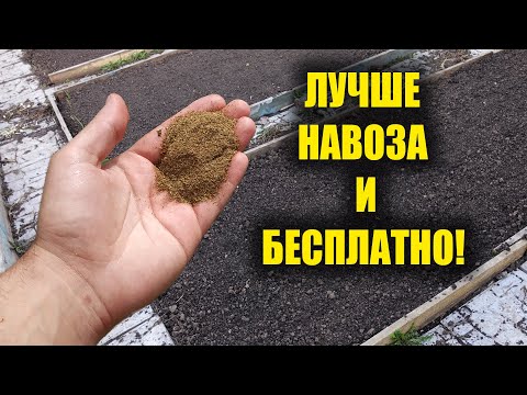 Все о саде и огороде своими руками