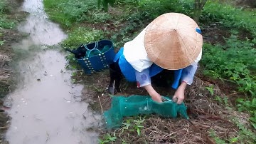 Vợ Chồng Miền Tây Bẫy Ếch Đồng Trúng Mánh Dính Luôn Cá lóc Và Rắn #sănbắtchâuđốc