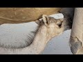 ليس الجمل والجمل بمحبة نفسك ليس الجمل والجمل الأصدقاء يجتمعون بالحب Female Camel And Camel Babies 