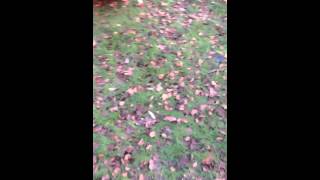 Chicken Agility