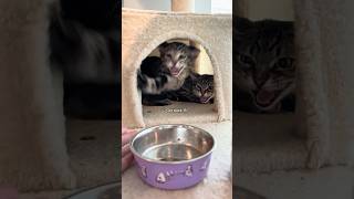 Today’s trust test didn’t exactly go as planned… #kitten #kitty #adoptme