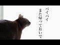 子なし夫婦のかわいい愛娘が旅立ちました【ペットロス】