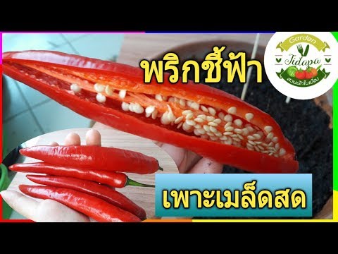 ปลูกพริกชี้ฟ้าแดง : วิธีเพาะพริกจากเมล็ดสด, grow vegetable at home. ep. 39