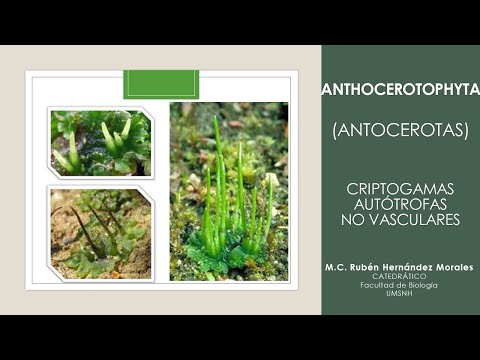 Introducción a Anthocerotophyta