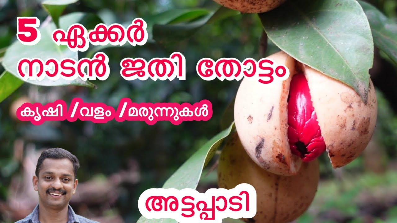 നാടൻ ജതി തോട്ടം #nutmeg farming #nutmeg farming method #fertilizer for nutmeg #nutmeg farming #kl06