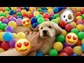 Sammie’s First Ball Pit Trampoline Surprise! Funny Dog Playing in Snow! Golden Retriever Playtime