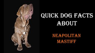 Quick Dog Facts About The Neapolitan Mastiff!