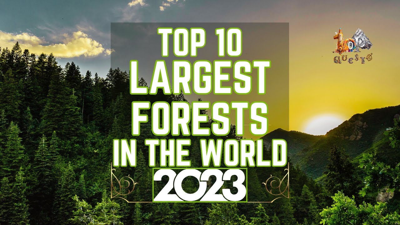top-10-largest-forests-in-the-world-in-2023-from-beauty-to