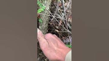 Cây Ưng bất bạc rừng tiếc quá sđt 0793215680