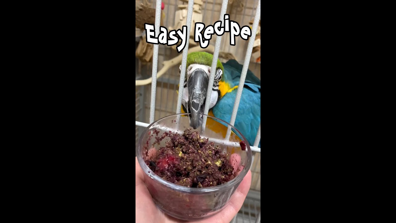 Easy Parrot Recipe 🍓🫐🌱 