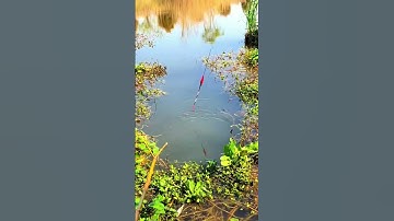 Dây trục câu cá 4 trong 1, phao, lưỡi, chì kết hợp câu rô phi, chép  #fishing #shorts