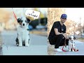 The Day I Got My Puppy + Our First Month Together | Mini Australian Shepherd