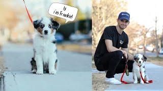 The Day I Got My Puppy Our First Month Together Mini Australian Shepherd